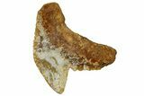 Fossil Tiger Shark Tooth (Galeocerdo) - Unusual Location #259459-1